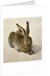Hare, 1502 by Albrecht Dürer