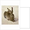 Hare, 1502 by Albrecht Dürer