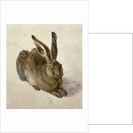 Hare, 1502 by Albrecht Dürer