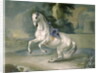 The White Stallion 'Leal' en levade, 1721 by J.G. & Brand J.C. Hamilton