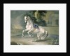 The White Stallion 'Leal' en levade, 1721 by J.G. & Brand J.C. Hamilton