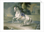 The White Stallion 'Leal' en levade, 1721 by J.G. & Brand J.C. Hamilton