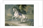 The White Stallion 'Leal' en levade, 1721 by J.G. & Brand J.C. Hamilton