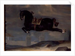The black horse 'Curioso' performing a Capriole by Johann Georg Hamilton