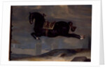 The black horse 'Curioso' performing a Capriole by Johann Georg Hamilton