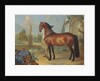The bay horse' Sincero' by Johann Georg Hamilton
