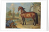 The bay horse' Sincero' by Johann Georg Hamilton