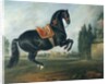 A black horse performing the Courbette by Johann Georg Hamilton