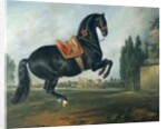 A black horse performing the Courbette by Johann Georg Hamilton
