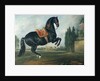 A black horse performing the Courbette by Johann Georg Hamilton