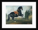 A black horse performing the Courbette by Johann Georg Hamilton