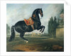 A black horse performing the Courbette by Johann Georg Hamilton