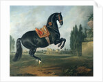 A black horse performing the Courbette by Johann Georg Hamilton