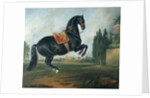 A black horse performing the Courbette by Johann Georg Hamilton