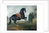 A black horse performing the Courbette by Johann Georg Hamilton