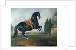 A black horse performing the Courbette by Johann Georg Hamilton