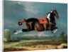 The Piebald Horse 'Cehero' Rearing, 1721 by Johann Georg Hamilton