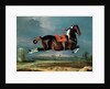 The Piebald Horse 'Cehero' Rearing, 1721 by Johann Georg Hamilton