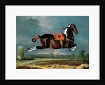 The Piebald Horse 'Cehero' Rearing, 1721 by Johann Georg Hamilton