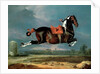 The Piebald Horse 'Cehero' Rearing, 1721 by Johann Georg Hamilton