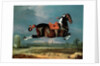 The Piebald Horse 'Cehero' Rearing, 1721 by Johann Georg Hamilton