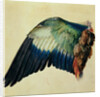 Wing of a European Roller, 1512 by Albrecht Dürer or Duerer