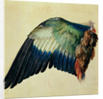 Wing of a European Roller, 1512 by Albrecht Dürer or Duerer