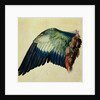 Wing of a European Roller, 1512 by Albrecht Dürer or Duerer