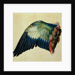Wing of a European Roller, 1512 by Albrecht Dürer or Duerer