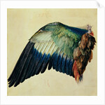 Wing of a European Roller, 1512 by Albrecht Dürer or Duerer
