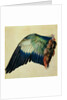Wing of a European Roller, 1512 by Albrecht Dürer or Duerer