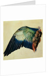 Wing of a European Roller, 1512 by Albrecht Dürer or Duerer
