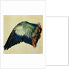 Wing of a European Roller, 1512 by Albrecht Dürer or Duerer