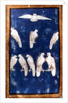 Birds of Prey in flight and on perches, one of a set of playing cards depicting scenes of courtly hawking, Upper Rhein Area, c.1440-45 by Konrad Witz