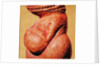 Female figurine known as the Venus of Willendorf, side view detail of torso, Gravettian culture, Upper Palaeolithic Period, c.30000-18000 BC by Paleolithic Paleolithic
