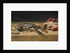 Lobster, Crab and Cucumber, 1827 by William Henry Hunt
