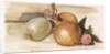 Still-Life - Study of Onions, 1871-75 by Edward Coley Burne-Jones