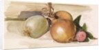 Still-Life - Study of Onions, 1871-75 by Edward Coley Burne-Jones