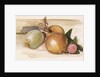 Still-Life - Study of Onions, 1871-75 by Edward Coley Burne-Jones