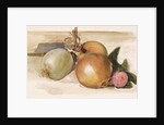 Still-Life - Study of Onions, 1871-75 by Edward Coley Burne-Jones