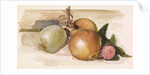 Still-Life - Study of Onions, 1871-75 by Edward Coley Burne-Jones