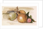 Still-Life - Study of Onions, 1871-75 by Edward Coley Burne-Jones