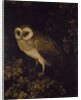 An Owl, 1780-90 by Moses Haughton