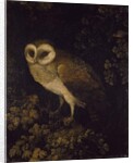 An Owl, 1780-90 by Moses Haughton