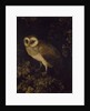 An Owl, 1780-90 by Moses Haughton