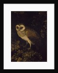 An Owl, 1780-90 by Moses Haughton
