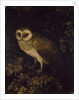 An Owl, 1780-90 by Moses Haughton
