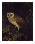 An Owl, 1780-90 by Moses Haughton