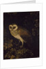 An Owl, 1780-90 by Moses Haughton