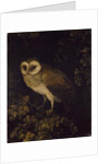 An Owl, 1780-90 by Moses Haughton